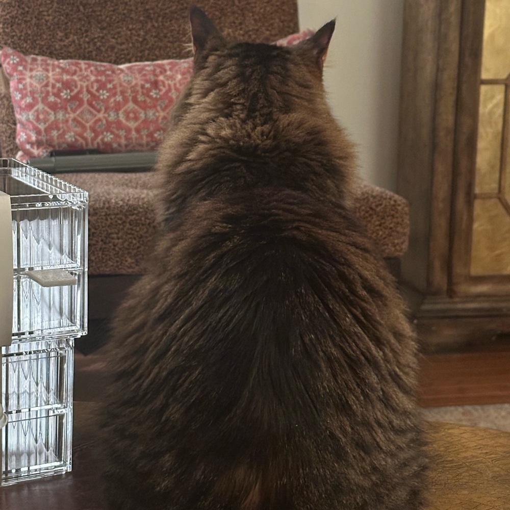 Fat Cat Label Listing